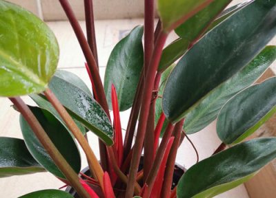 金钻花的风水作用 在家里养金砖的风水寓意