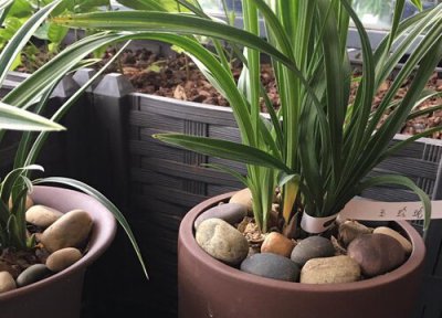 冬天给兰花浇水的注意事项 夏季养兰花需要注意的浇水方法