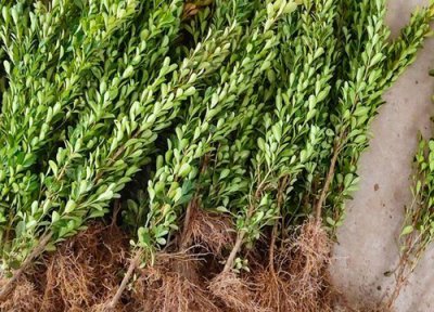 黄杨树苗一年能长多高 可以长几公分