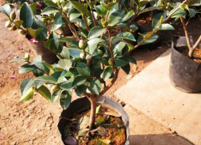 茶梅什么时候移栽最好 茶梅移植时间及注意事项