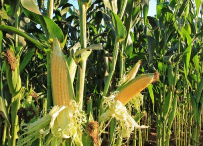 2023年玉米价格行情走势分析 最新预测今年玉米价格