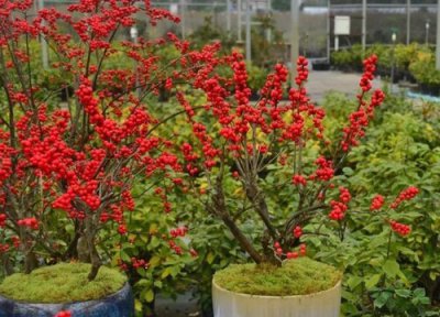 北美冬青雌雄能种一个盆里吗 要养雌雄两棵才能结果吗