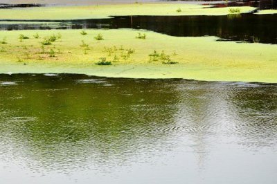虾塘青苔最佳处理方法 池塘的青苔怎么清除最快