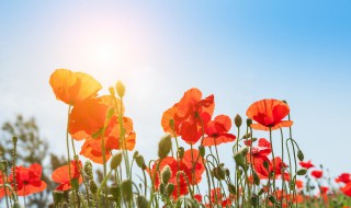 分享早安正能量一句话 早安励志简单的一句话分享