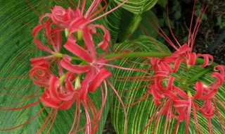 彼岸花有几种颜色 彼岸花有哪些颜色