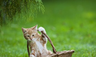 猫咪流鼻涕怎么办 如何解决猫咪流鼻涕