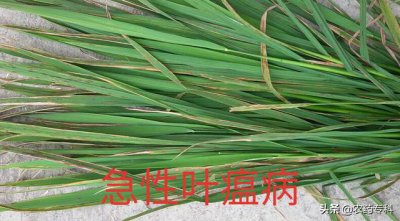 稻瘟病的症状及最佳防治方法 水稻稻瘟病用药防治措施