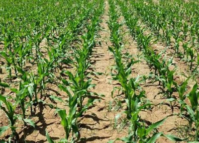 玉米什么时间浇水好 玉米浇水阶段如何掌握才能高产