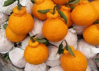 成都气候条件 成都盛产什么水果有名