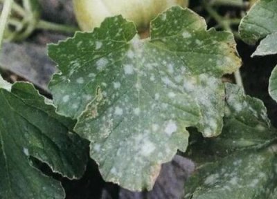 甜瓜种植中常见病害 甜瓜病虫害防治技术与方法措施