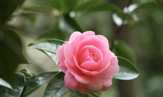 适合室外的植物有哪些 适合室外种植的植物推荐