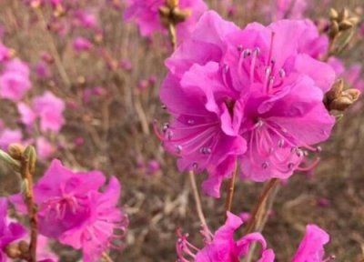 金达莱花的养殖方法 金达莱花的养殖方法和注意事项有哪些