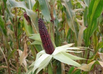 黑玉米含糖量 黑玉米含糖量高吗