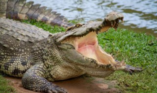 鳄鱼喜欢吃什么食物 鳄鱼最爱吃什么