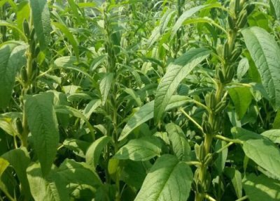 臭芝麻类型与属性 臭芝麻是什么植物类别