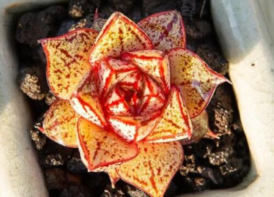 大和锦的养殖方法 大和锦的养殖方法和注意事项有哪些