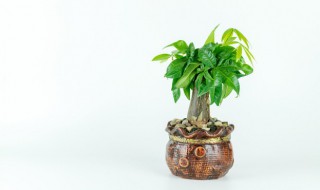 什么植物能招财聚财 能招财聚财的植物