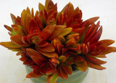 多肉在休眠前都有哪些表现 如何判断