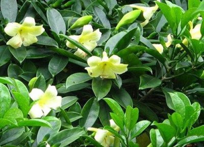 非洲茉莉是否怕冻 非洲茉莉冬天怎么养护