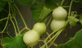 茶几上放什么可以旺家旺财 家里茶几上摆什么旺运招财