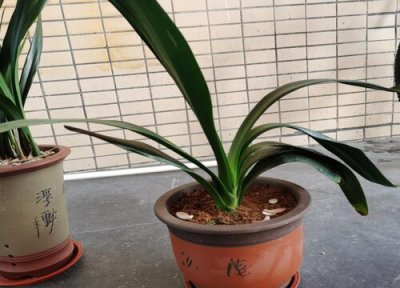 君子兰叶子不长怎么办 君子兰生长慢叶片没光泽怎么解决