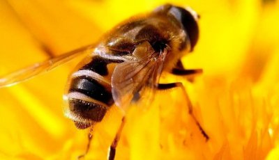 蜜蜂的特点是什么 蜜蜂的外形特征和生活习性