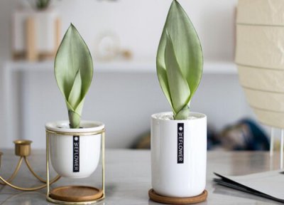 虎皮兰价格 虎皮兰多少钱一盆