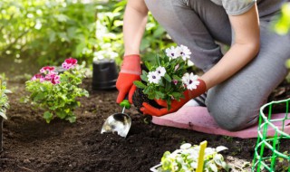 花卉换盆方法和注意事项 花卉如何换盆