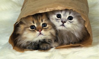 怎么喂养英短猫 英短猫如何喂养