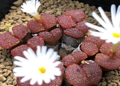 生石花开花吗 养多长时间开花