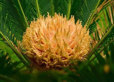 苏铁开花吗 开花多久开一次