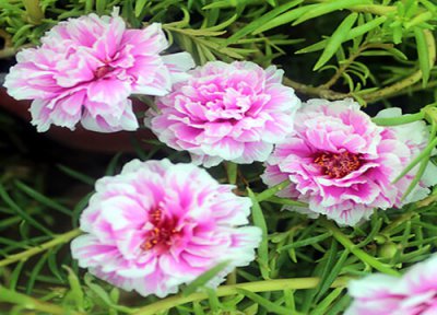 刚扦插的太阳花怎么养护 扦插太阳花注意事项