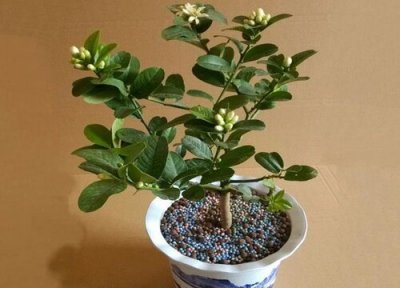 柠檬是否怕冻 柠檬冬天怎么养护