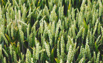 造成小麦倒伏的主要原因有哪些 冬小麦倒伏怎么回事