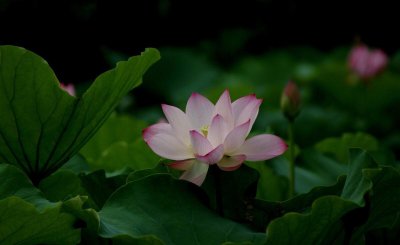 小池这首诗描写的是什么季节 杨万里的小池写的什么景象