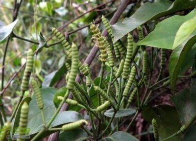冬虫夏草的生长过程图 虫草是怎么长出来的