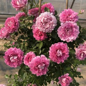 梦幻褶边月季花优缺点 爬藤梦幻褶边长多高 值得买吗