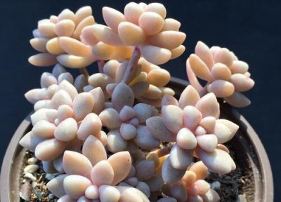 多肉夏天是不是都养不出状态 多肉秋季养不活是什么原因造成的