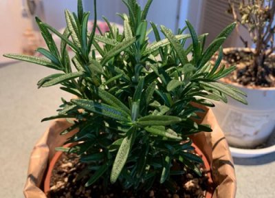 百里香什么时候修剪 百里香怎么修剪方法