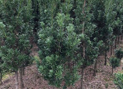 罗汉松一年能长多高 每年长多少公分