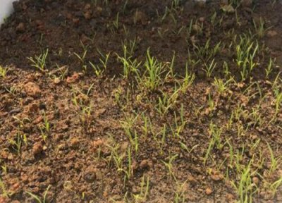 胡萝卜发芽环境 胡萝卜怎么发芽快