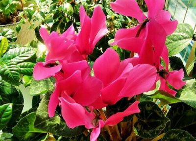 仙客来休眠期后如何养护新叶不断长出 仙客来叶子发黄不开花了是不是快要休