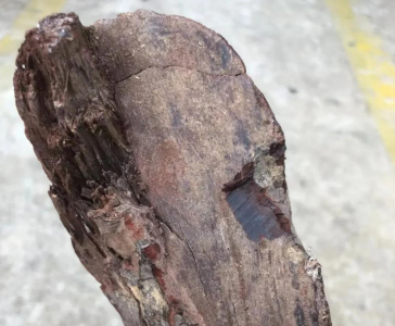 葡萄木特点 葡萄木是什么木材