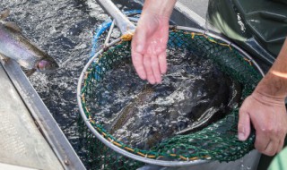 新手养殖注意什么 新手养殖注意事项