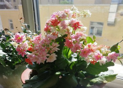 怎样才能养好长寿花 如何养花开爆满盆