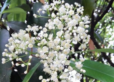 石楠什么时候开花 开花期多长时间