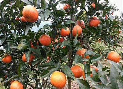 蜜桔种植中常见病害 蜜桔病虫害防治技术与方法措施