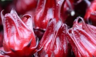 玫瑰茄有什么功效 玫瑰茄有哪些功效