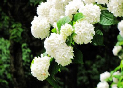 紫阳花有毒吗 紫金花有没有毒