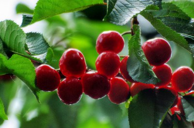 拉宾斯车厘子产地是哪里 拉宾斯车厘子是什么品种